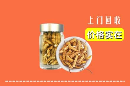 通化集安市回收散虫草