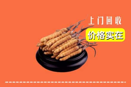 通化集安市回收冬虫夏草